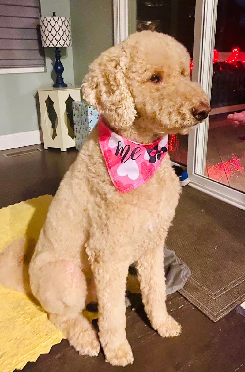 Canine Corner & Kitty Boutique