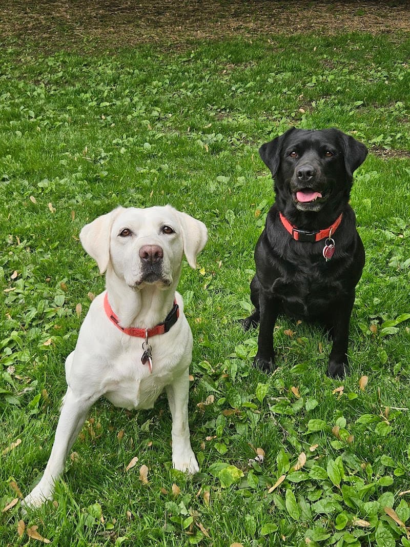 Jagersbo Kennels photo 2