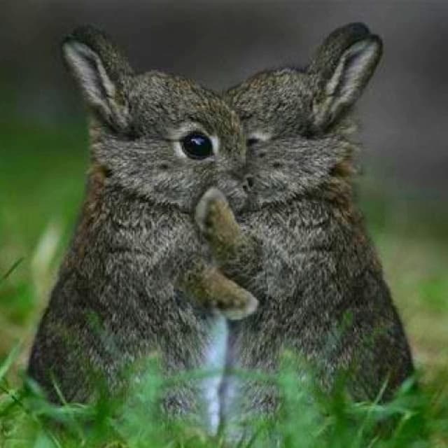 Cuddle Bunny
