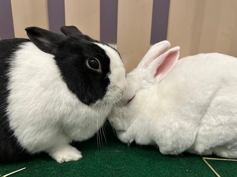 Cuddle Bunny photo 3
