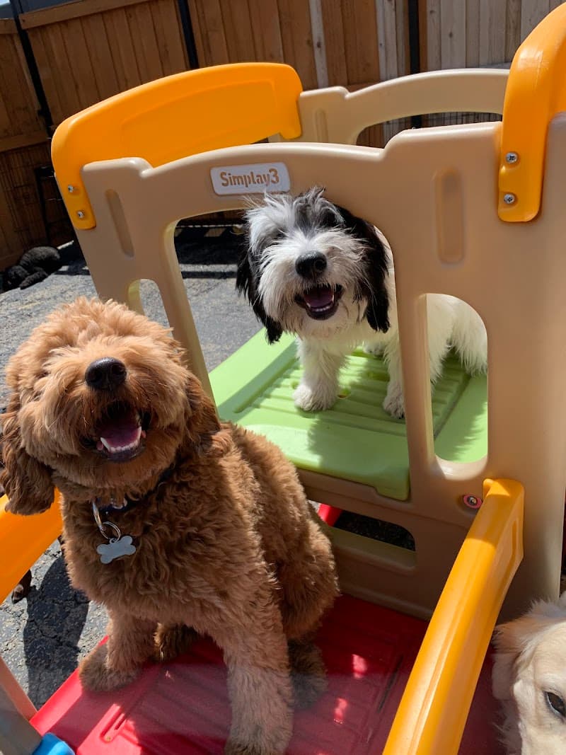 Fit Dog Chicago
