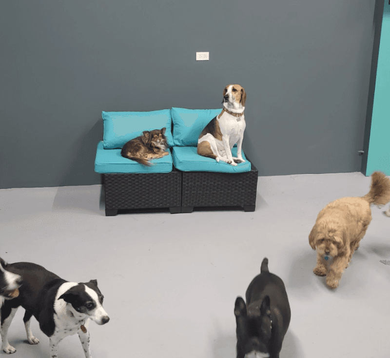 Playful Pets Playtime