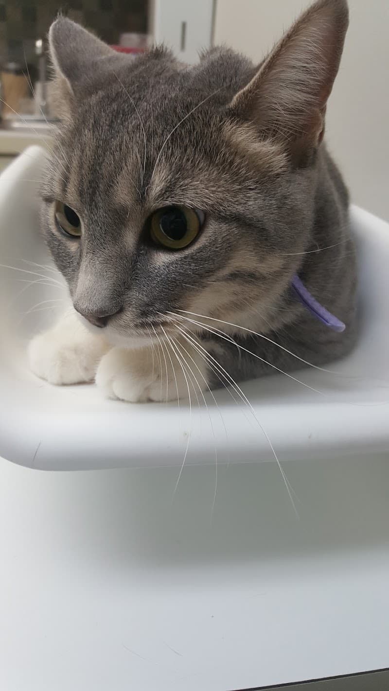 VCA Midpark Animal Hospital photo 3
