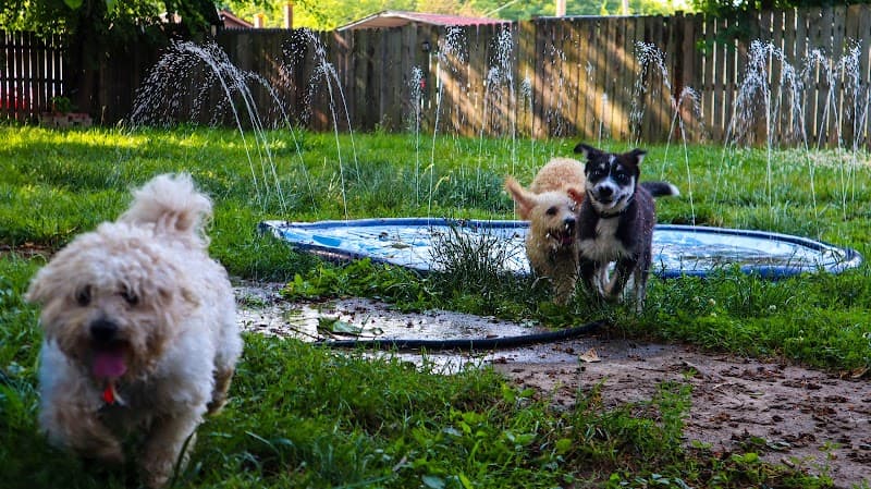 Raven's Pet Care photo 3