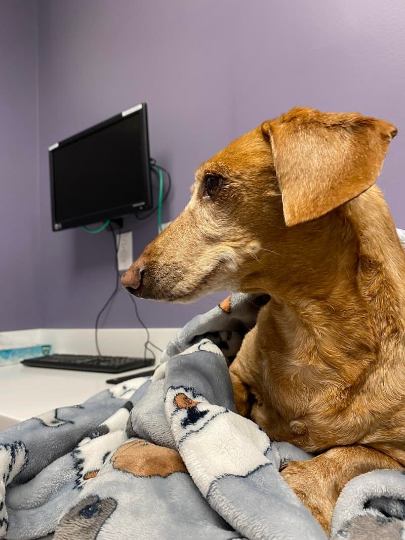 Noah’s Westside Animal Hospital photo 2