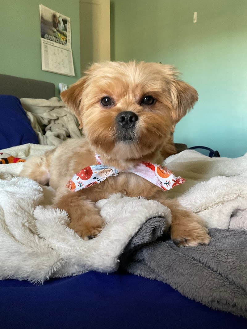 Style Mutt