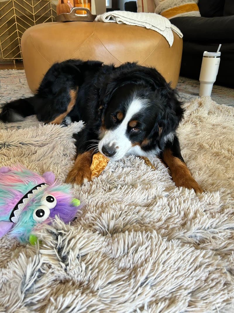 Style Mutt photo 2