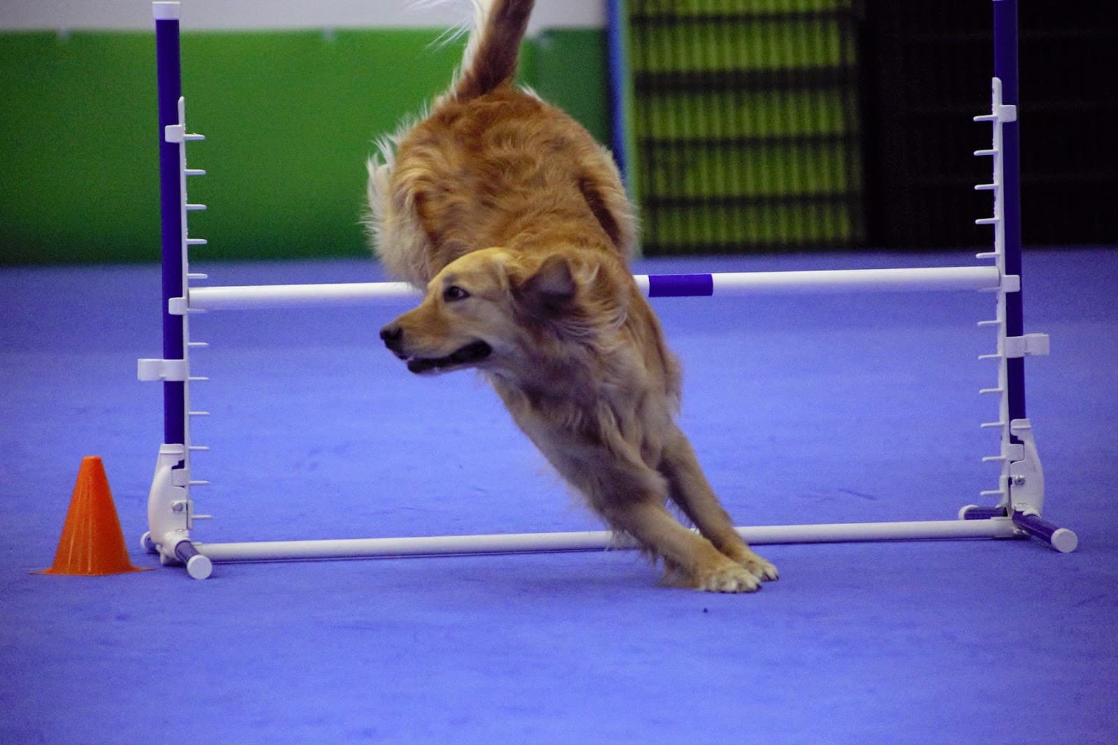 Ace'n Agility