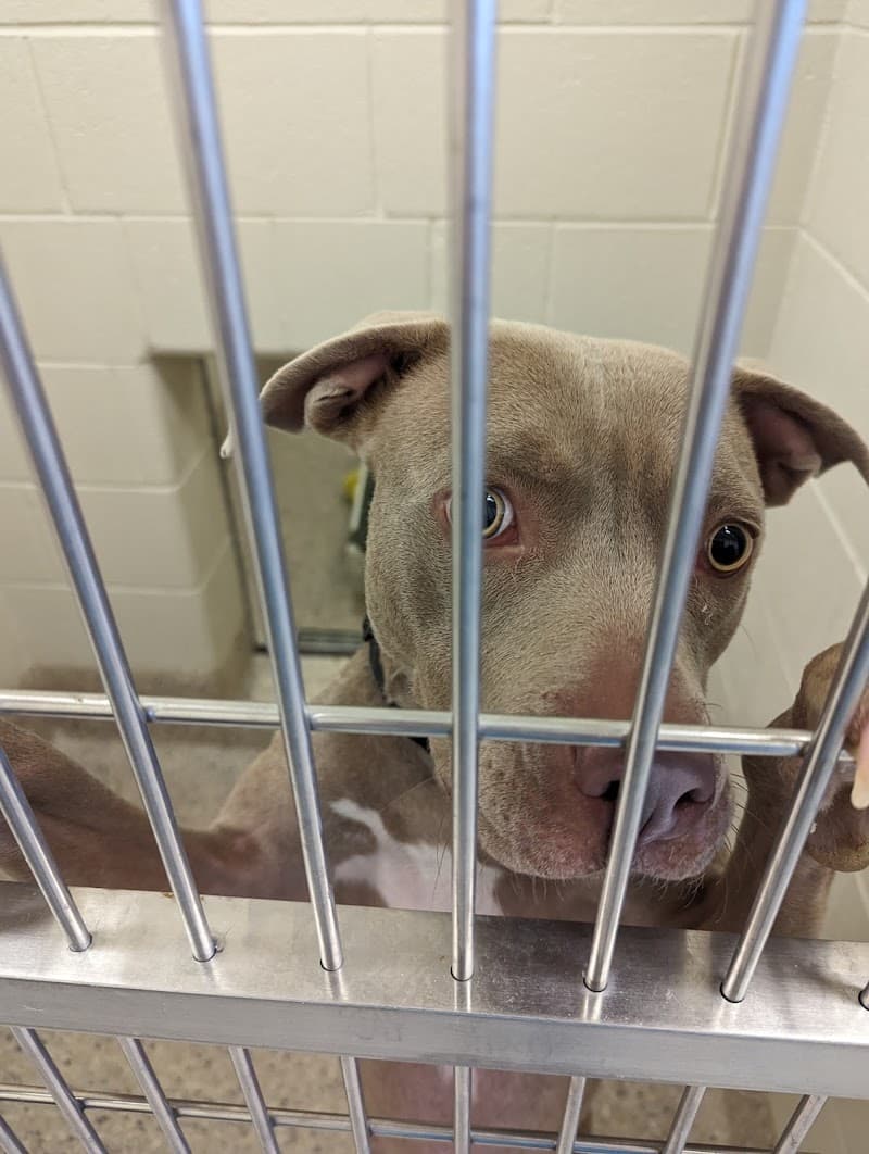 Adams County Animal Services photo 2