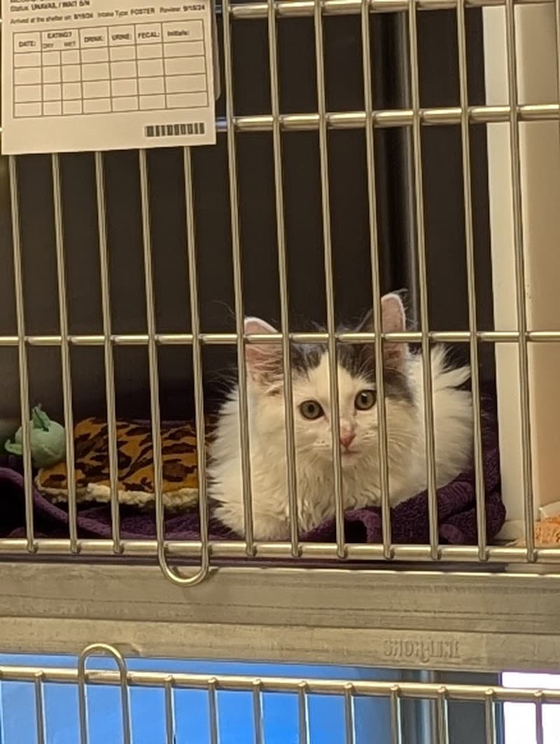 Adams County Animal Services photo 3