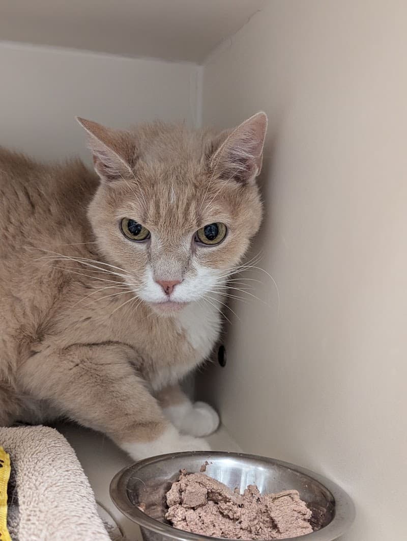 Adams County Animal Services photo 6