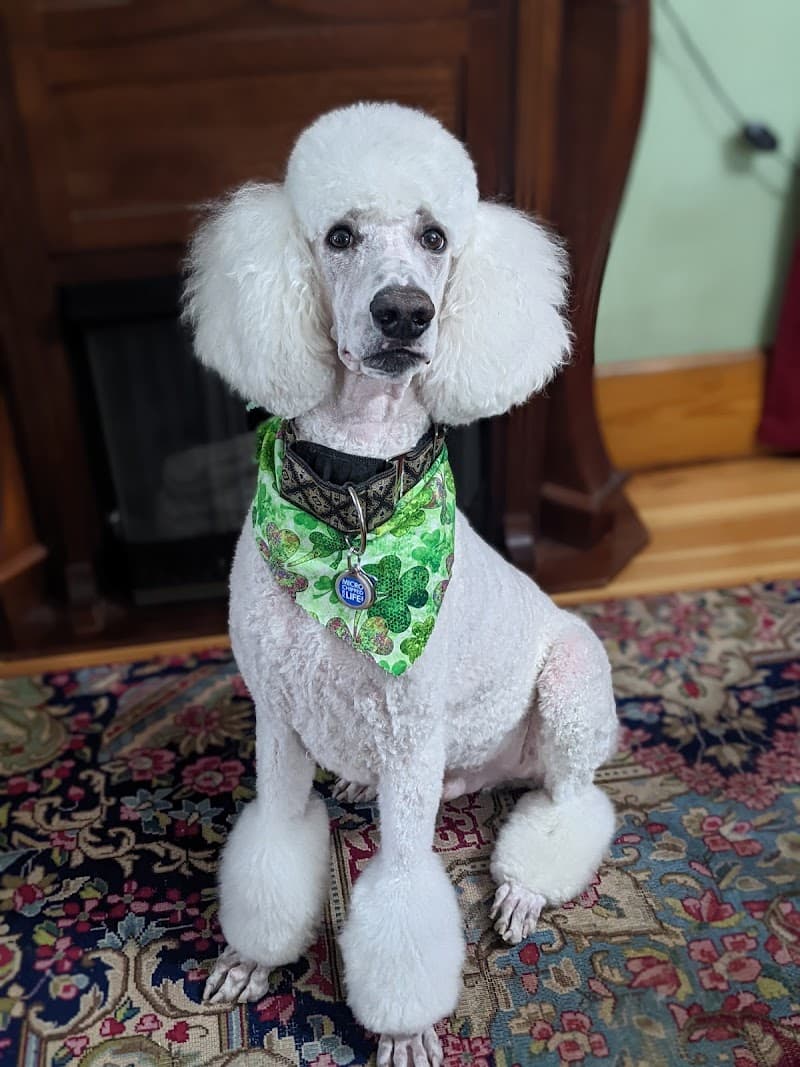 Divine Dog Services