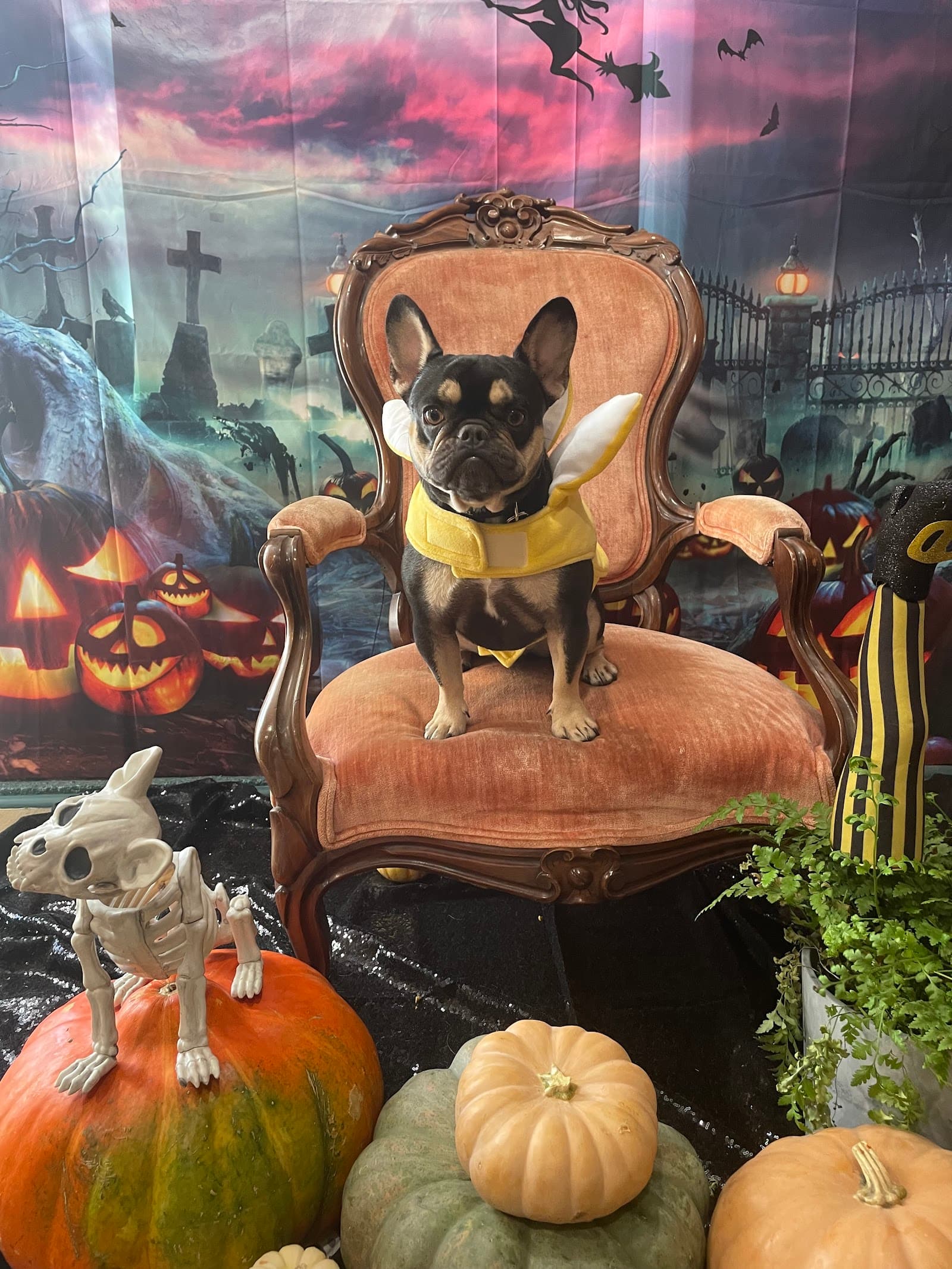 Adventure Awaits Dog Daycare