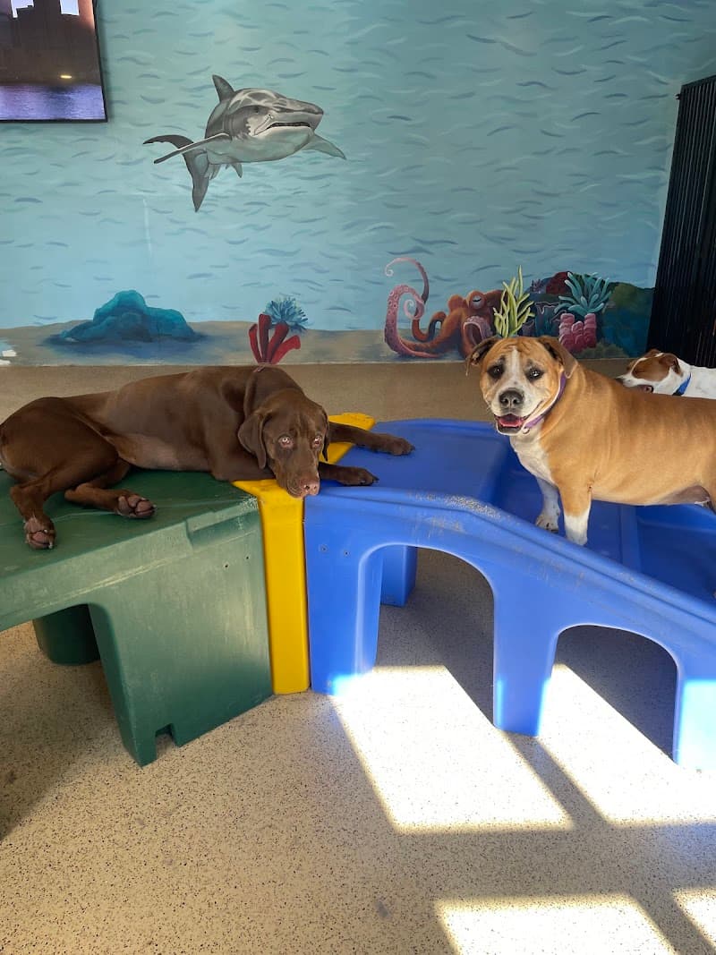 Adventure Pet Resort photo 3