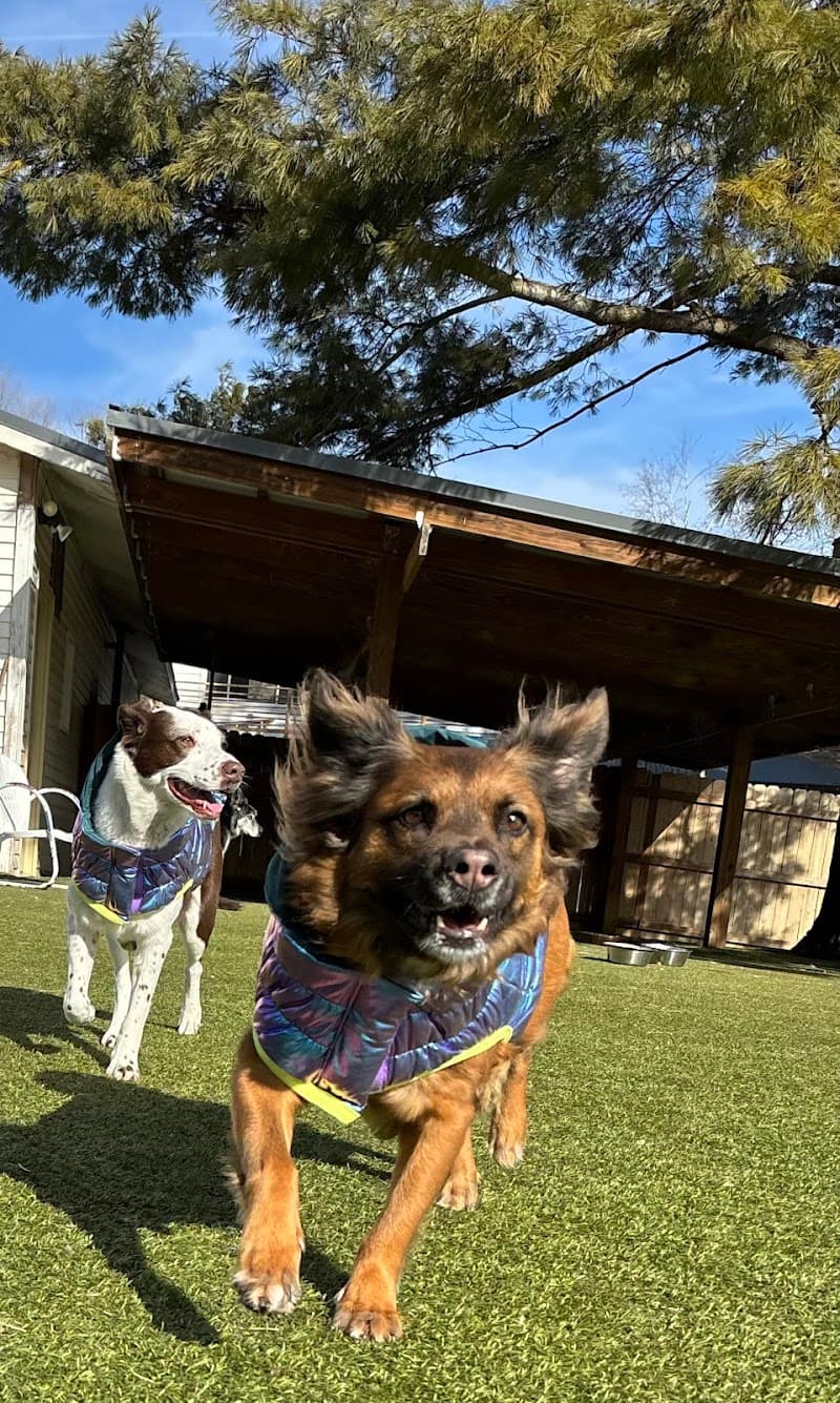Canine State of Mind photo 2