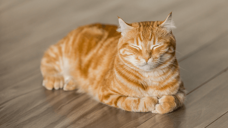 All About Purrs, Cat Care & Feline Behavior Solutions