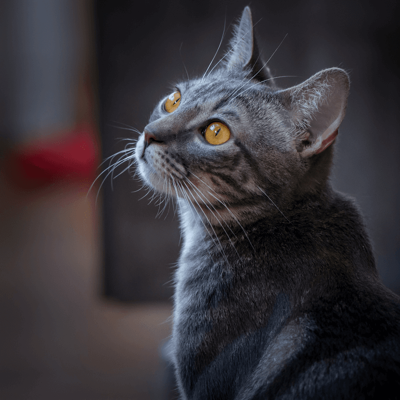 All About Purrs, Cat Care & Feline Behavior Solutions photo 2