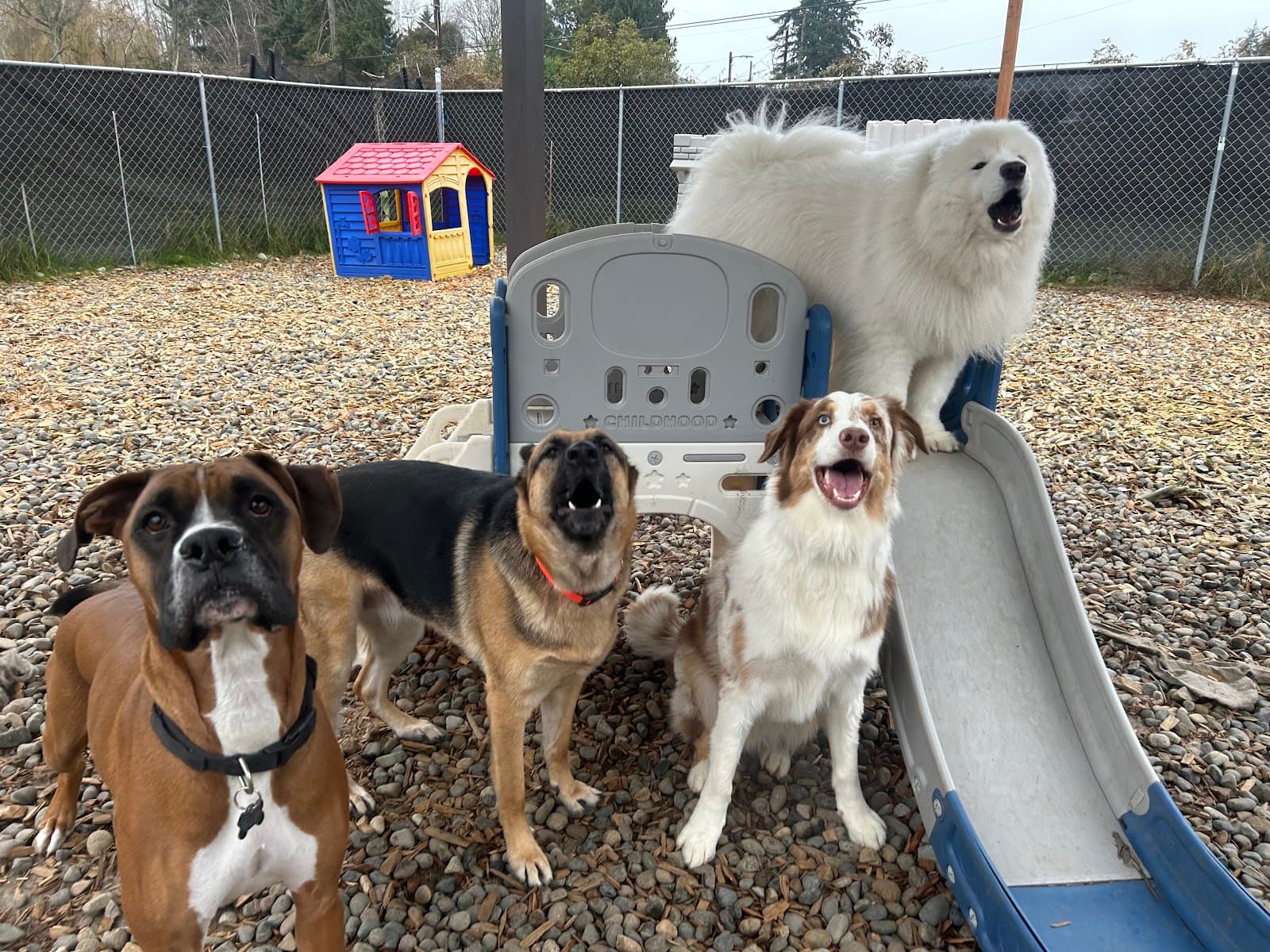 All Barks Of Life Hotel - Dog Daycare & Dog Hotel