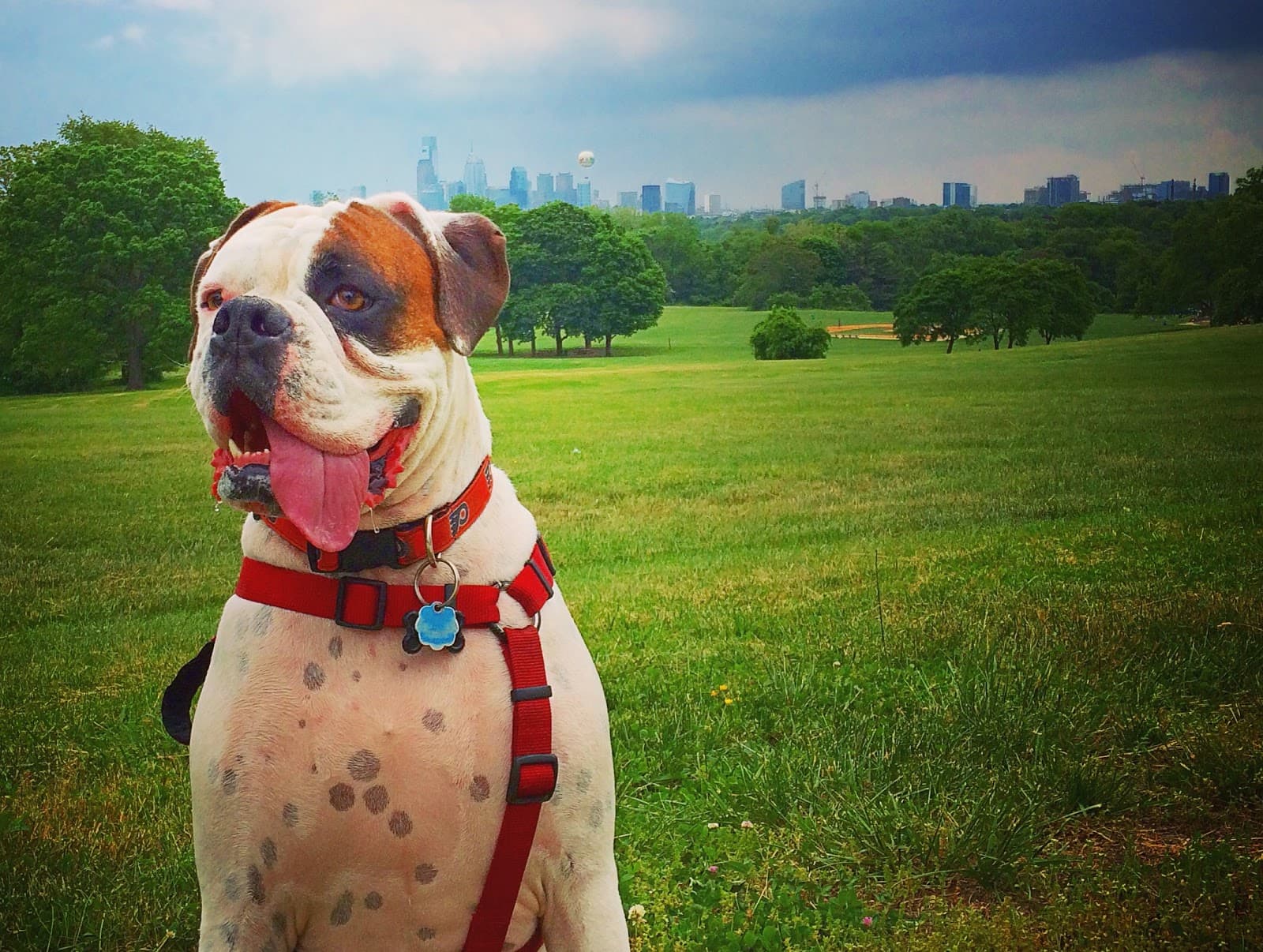 All Canines LLC