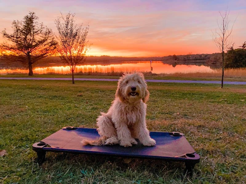 All Dogs Unleashed Dog Training Denver