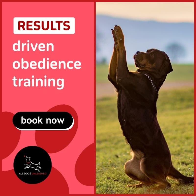 All Dogs Unleashed Dog Training Denver photo 3