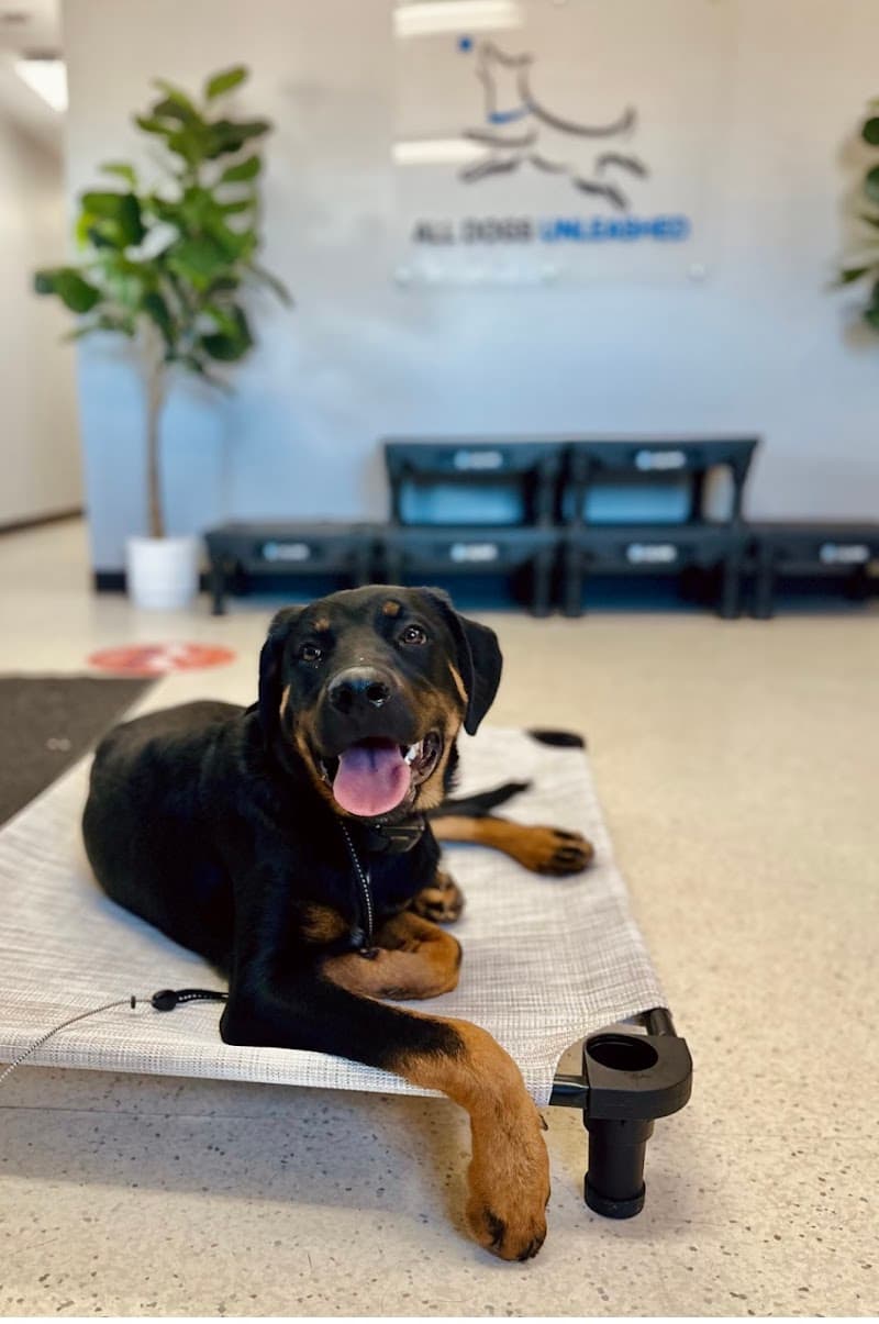 All Dogs Unleashed Dog Training Denver photo 5