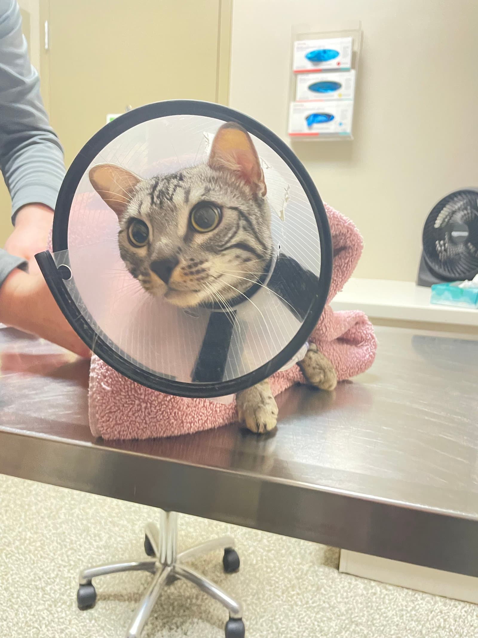 Allied Veterinary Emergency & Referral