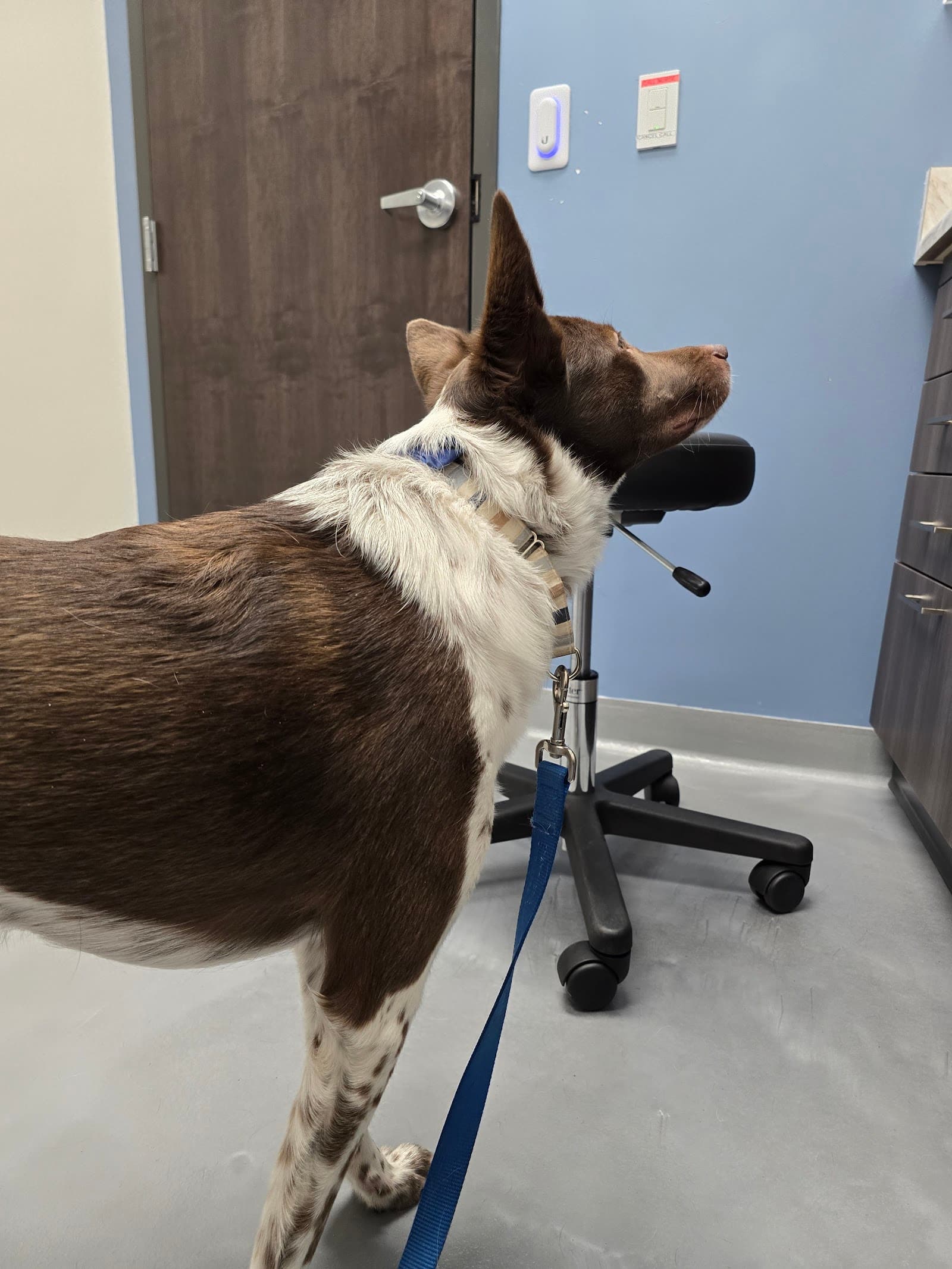 Allied Veterinary Emergency & Referral