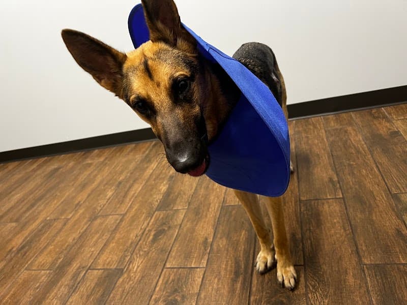 Allure Veterinary Hospital & Urgent Care photo 2