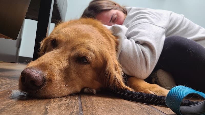 Allure Veterinary Hospital & Urgent Care photo 3