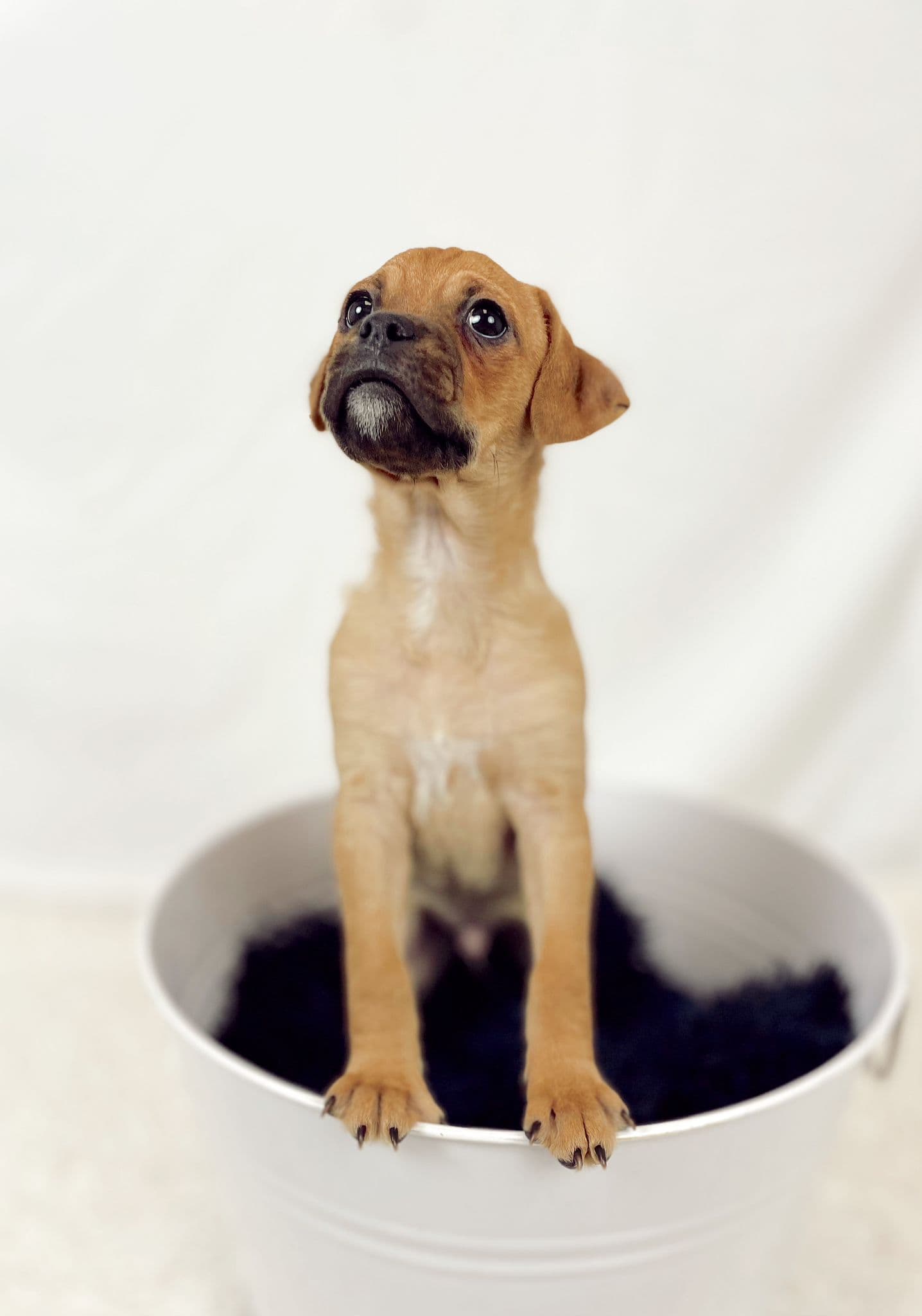Almost There: A Mom + Pups Rescue