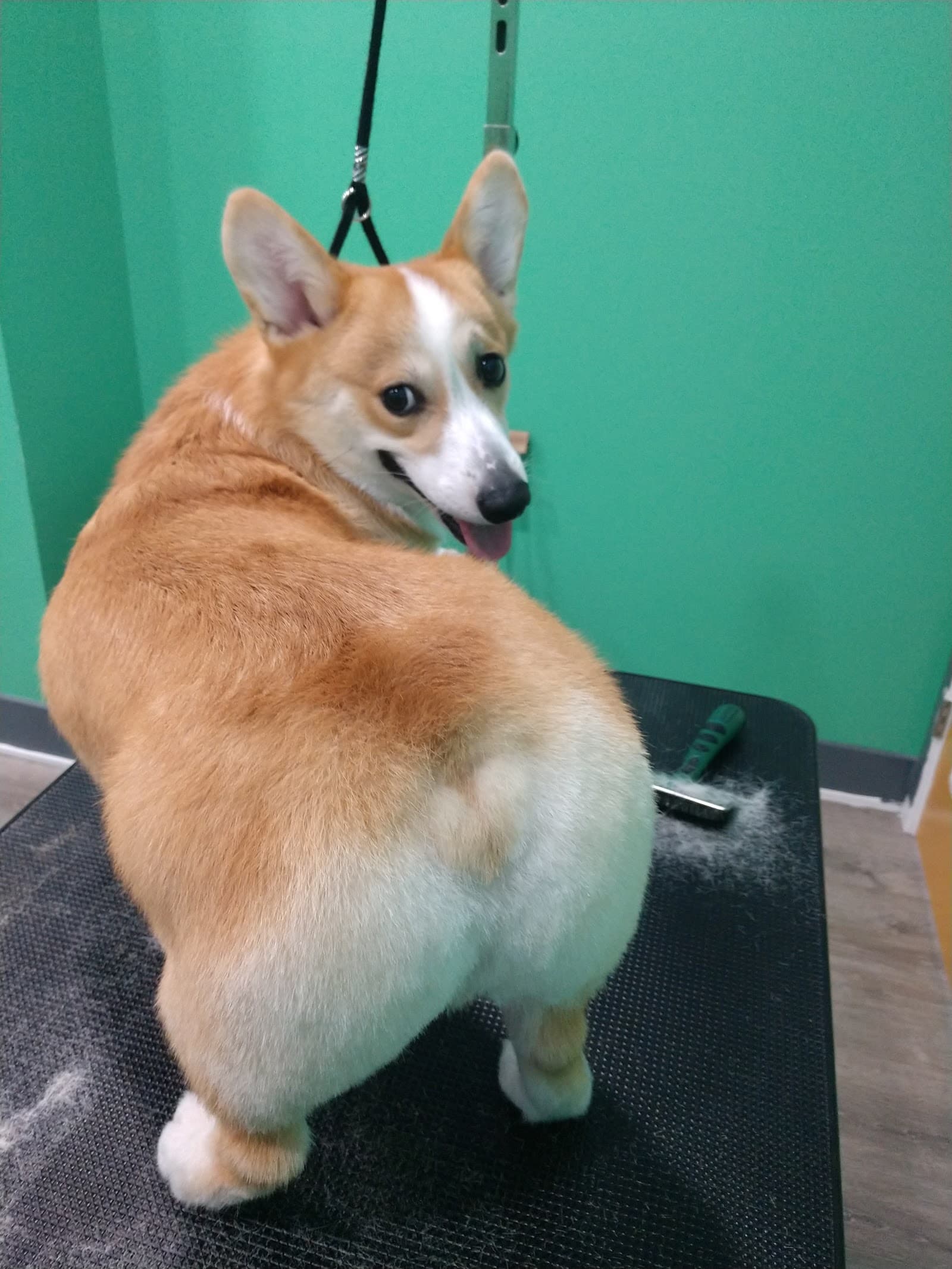 Alpha Dog Grooming Services