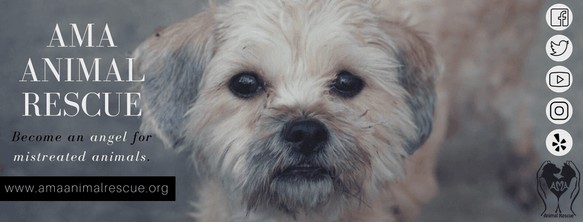 AMA Animal Rescue