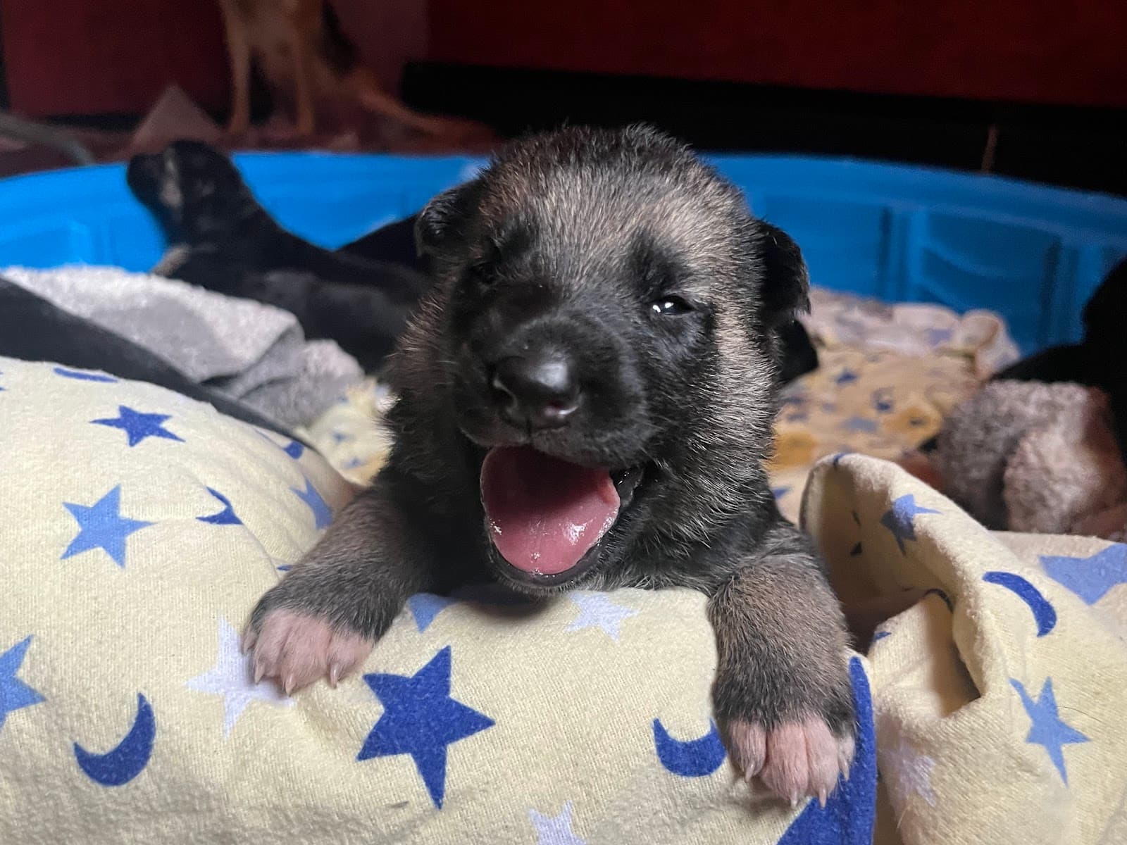 Ambler Dog Rescue