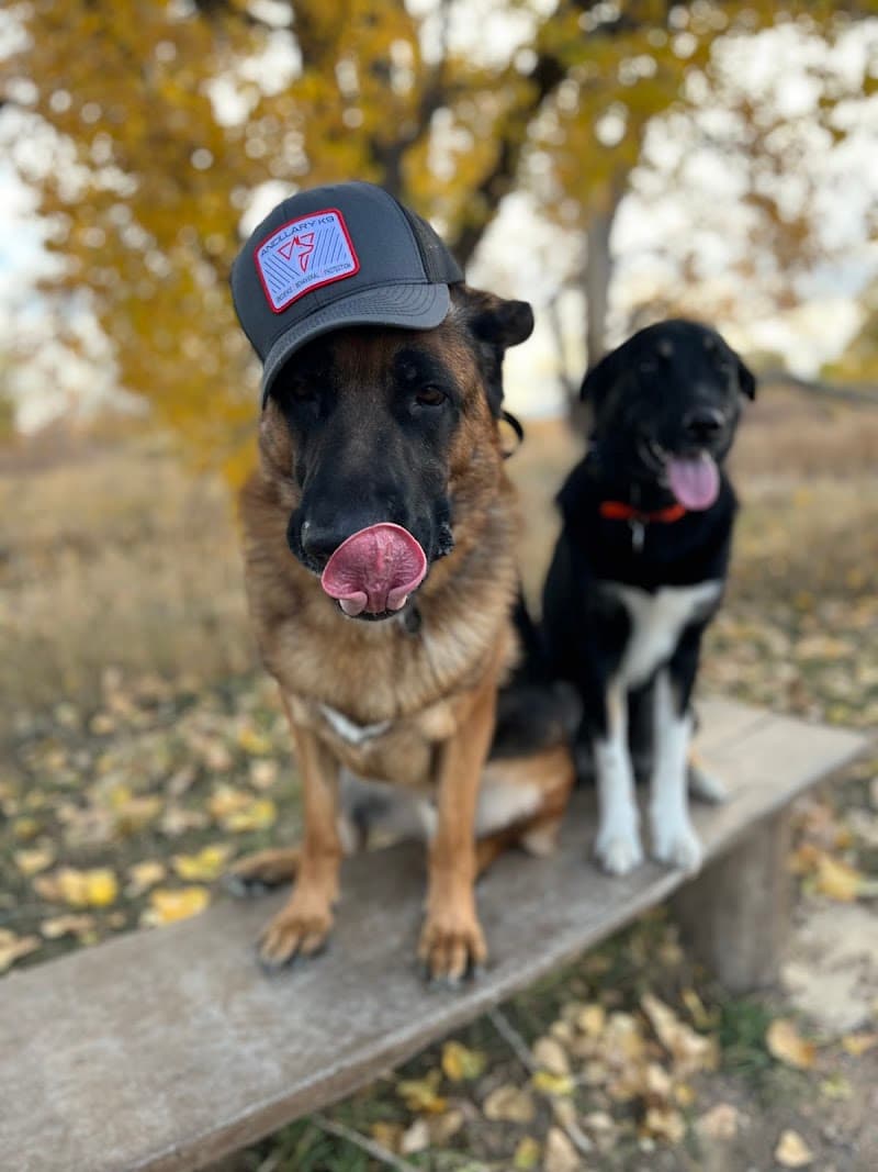 Ancillary K9 Dog Training photo 3