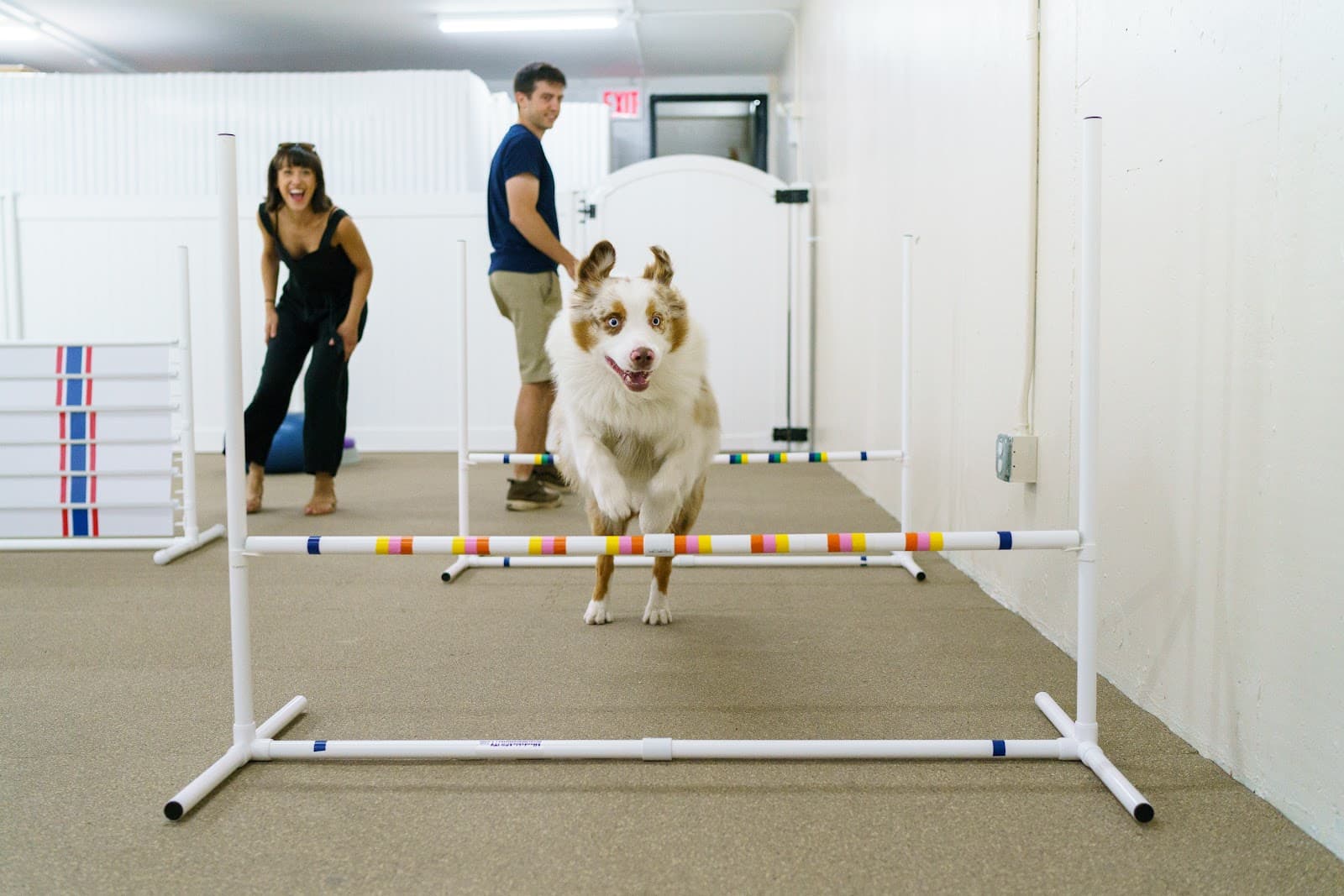Andrea Arden Dog Training