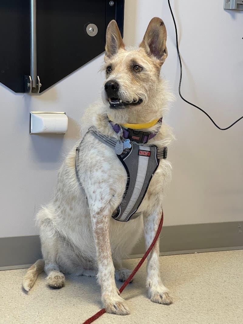 Animal Emergency & Specialty Center