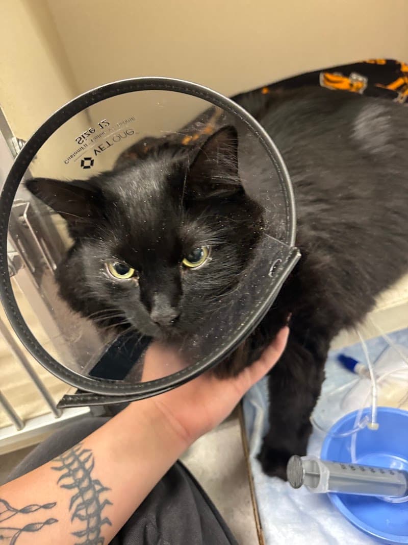 Animal Emergency & Specialty Center photo 3