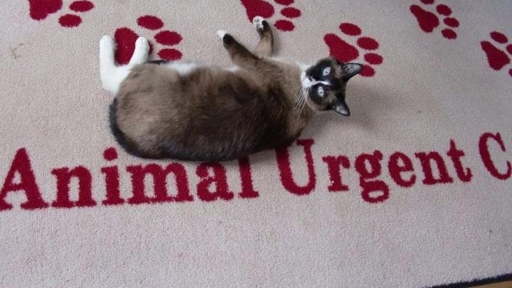 Animal Urgent Care photo 2