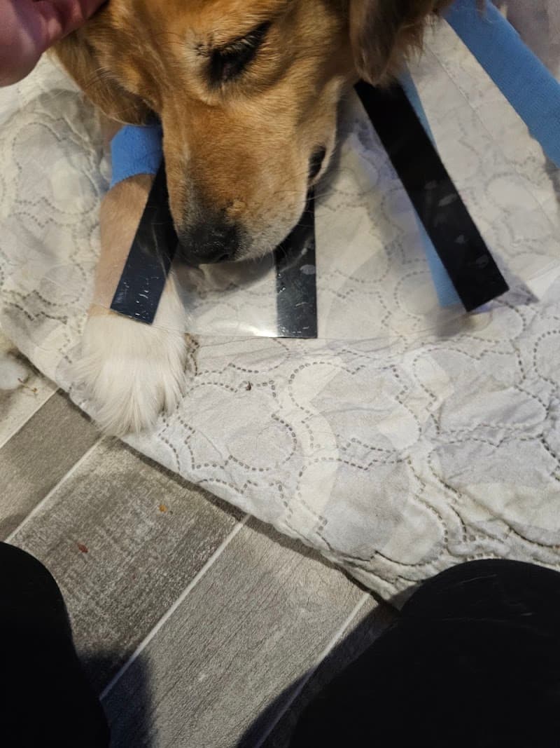 Animal Urgent Care photo 6