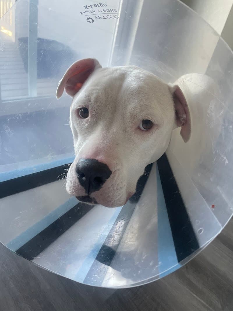 Animal Urgent Care North East photo 3