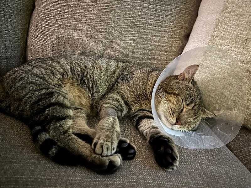 Animal Urgent Care of South Orange County photo 2