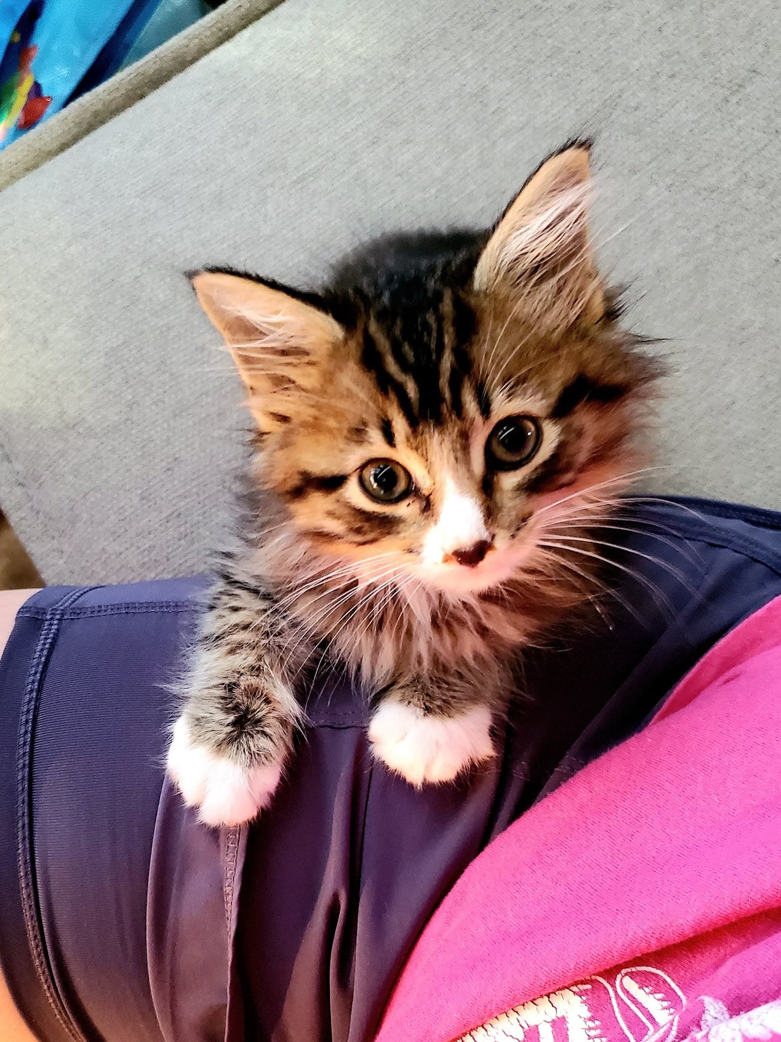 Another Chance Animal Rescue