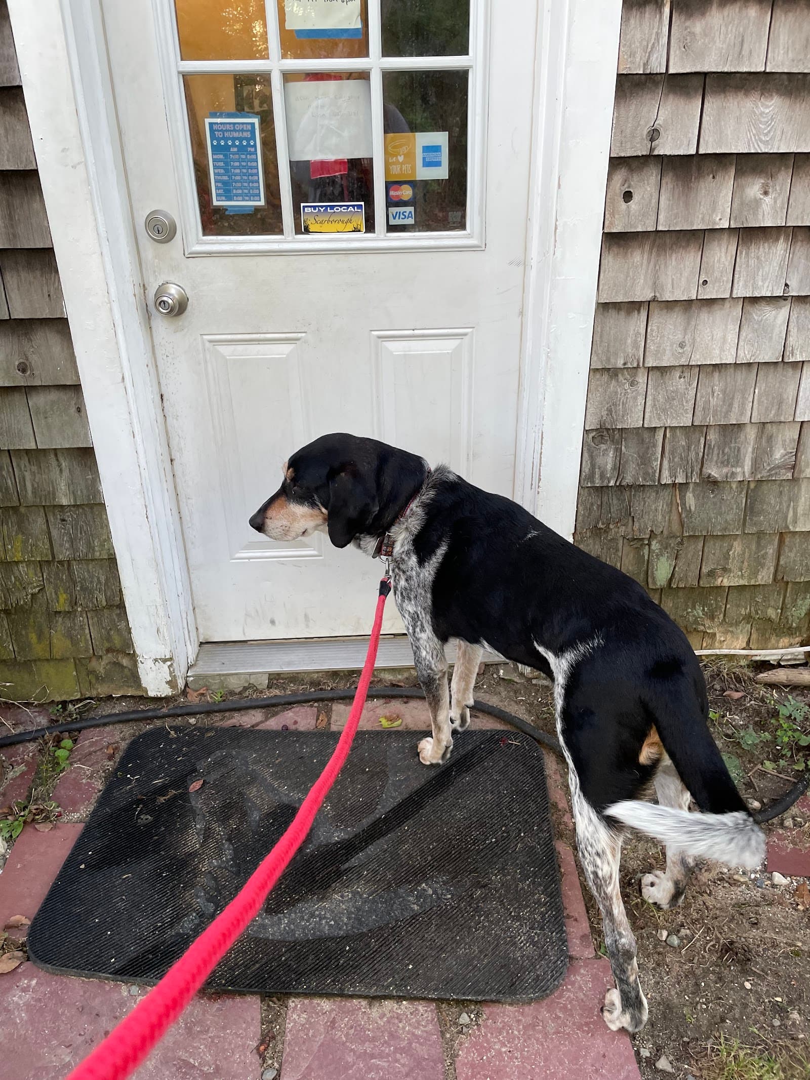 Another Dog Day