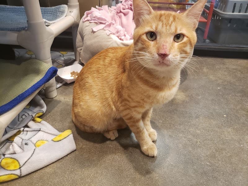 APA! Tarrytown Cattery