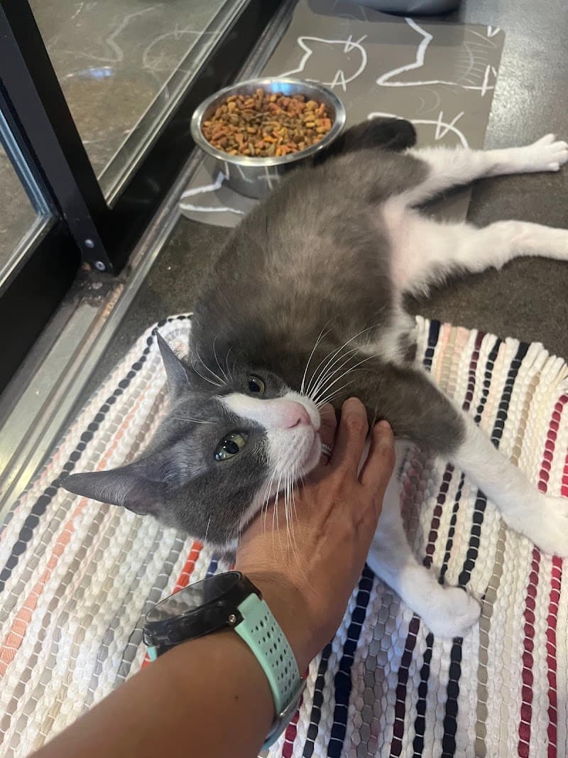 APA! Tarrytown Cattery photo 3