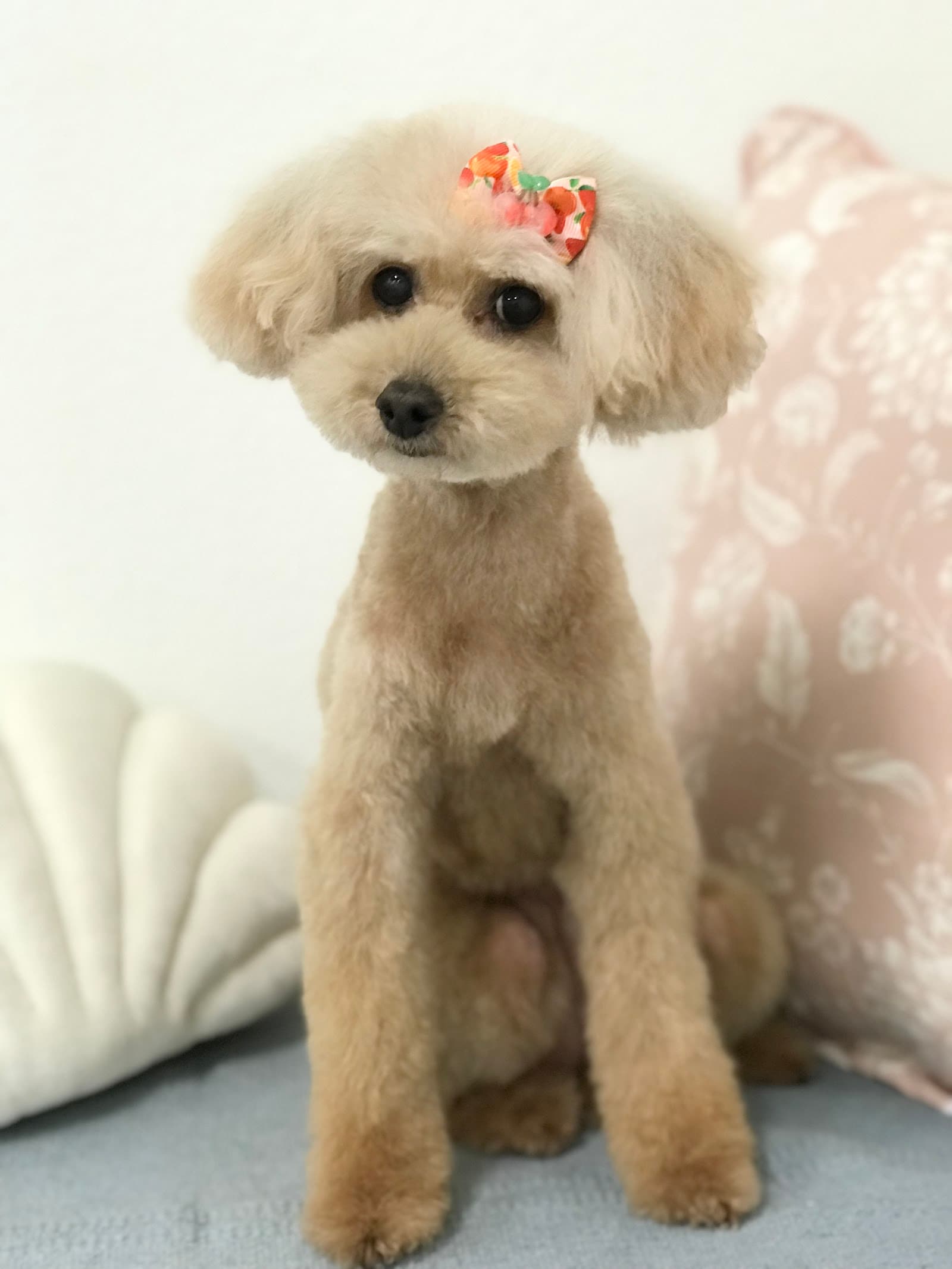 Apricot Dog Grooming