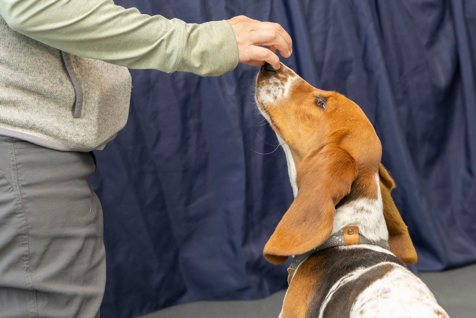 Arizona Humane Society Pet Training