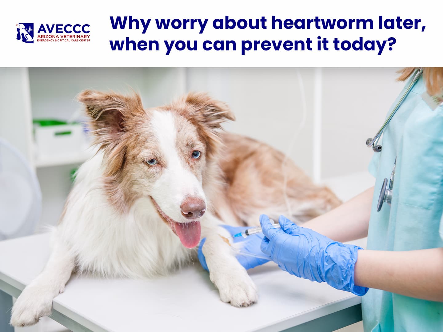 Arizona Veterinary Emergency & Critical Care Center