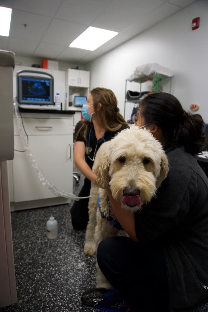 Art City Vets Wellness Center